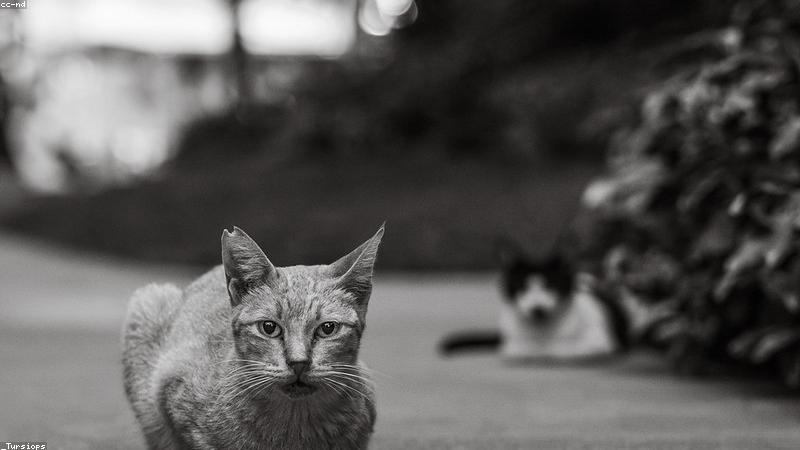 格雷厄姆猝死：对美国中期选举的潜在影响剖析